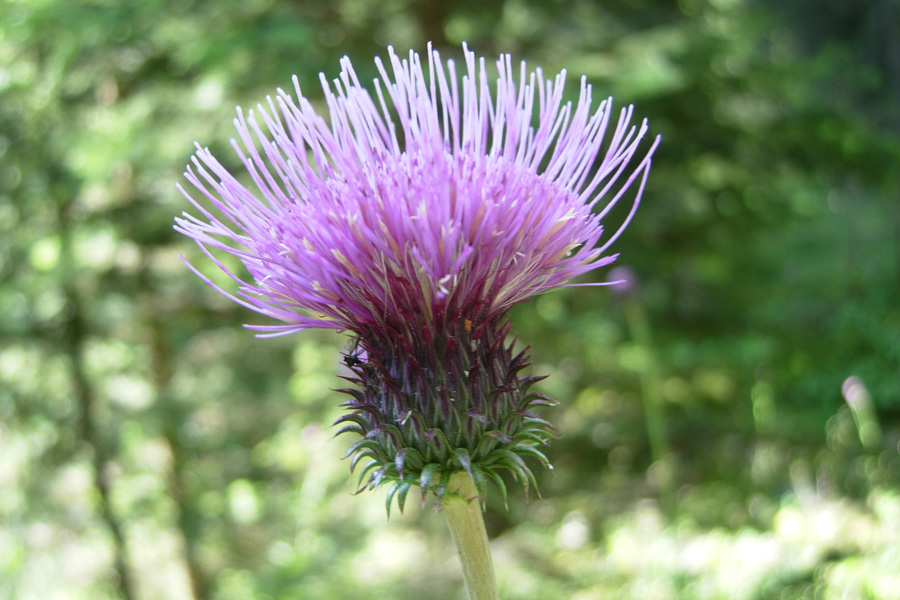 Cirsium vulgare e C. sp.